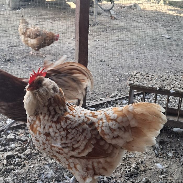 Turyngijska turyngijskie para