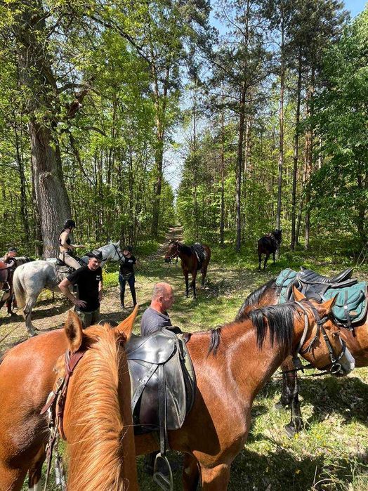 Wałach mieszanki małopolskiej z American Paint Horse