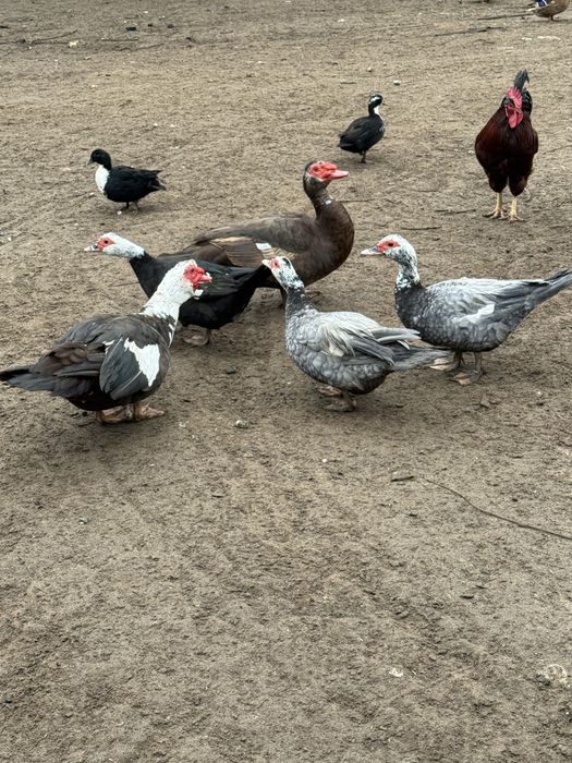 Kaczki piżmowe samce samice rozpłód