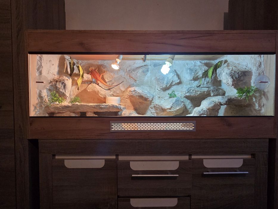 Terrarium 120x60x60 + Agama Brodata Orange + Pełne Wyposażenie