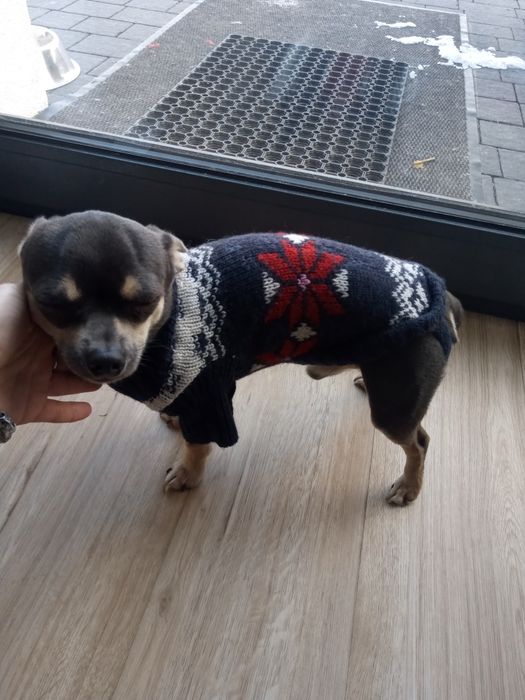 Sweterek dla pieska z wełną! H&M L.O. G. G.