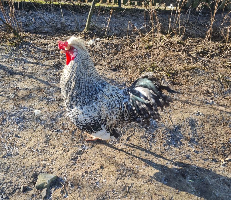 Sprzedam kilka sztuk kogutów