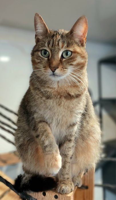 Киця шукає добрі ручки!