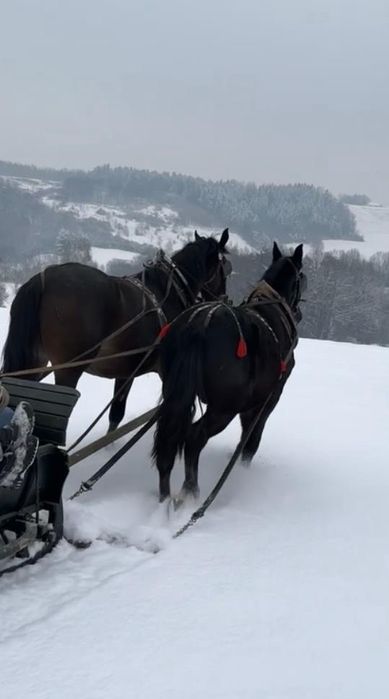 Ogier śląski Largo