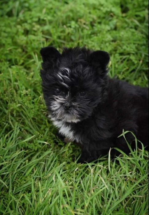 Чудесный дизайнерский малыш.