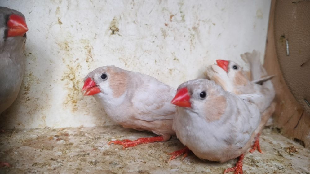 Zeberki rudopierśne,rude 2025