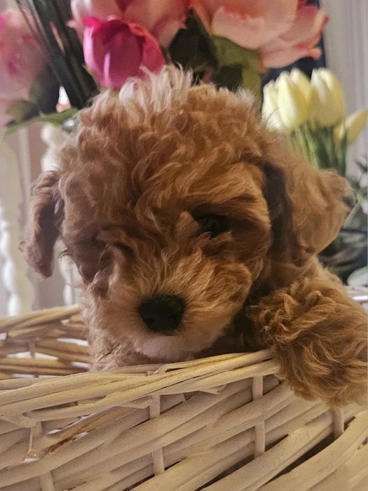 Супер міні Мальтипу ВИГІДНО‼️Мальтипу маленький Мальтипу мини f1