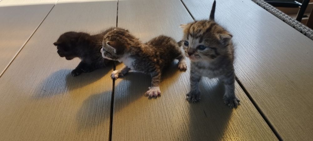Kot kotki kociaki