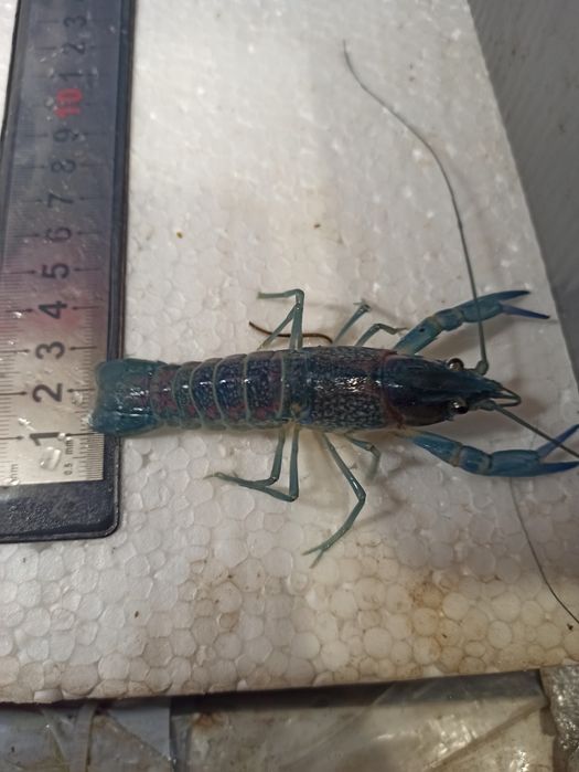 Раки австралійські