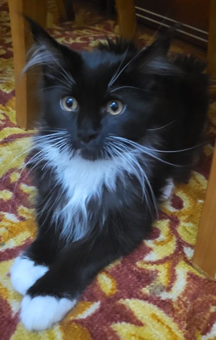 Котята Мейн-кун, питомник