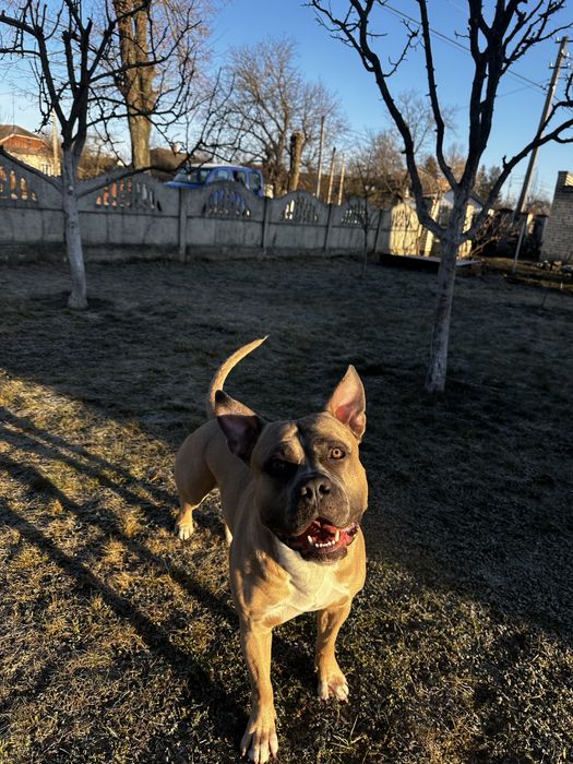 Амстафф вязка чоловік