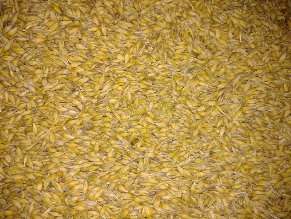 Jęczmień jary Farmer