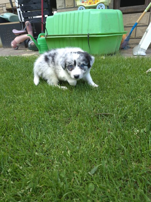 Border collie sunia blue merle niebieskooka