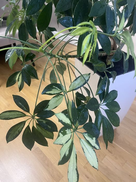 Шефлера кімнатна