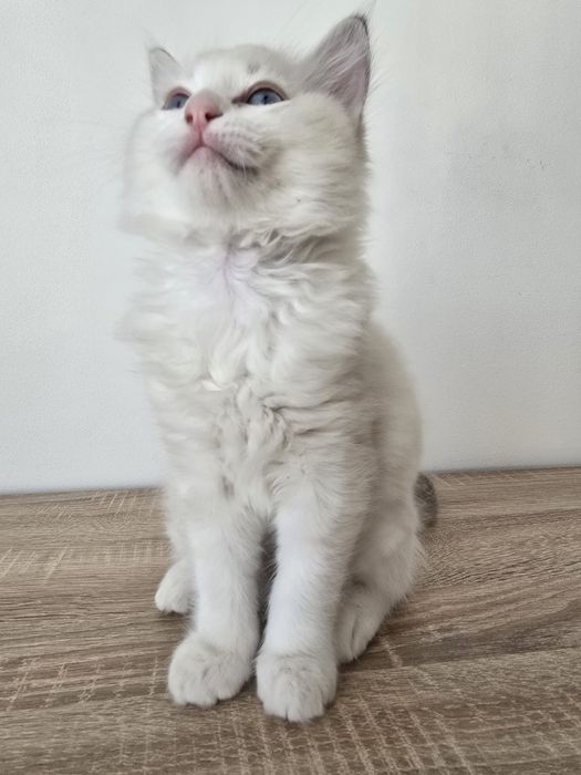 Kinder Ragdoll Bicolor, rodowód