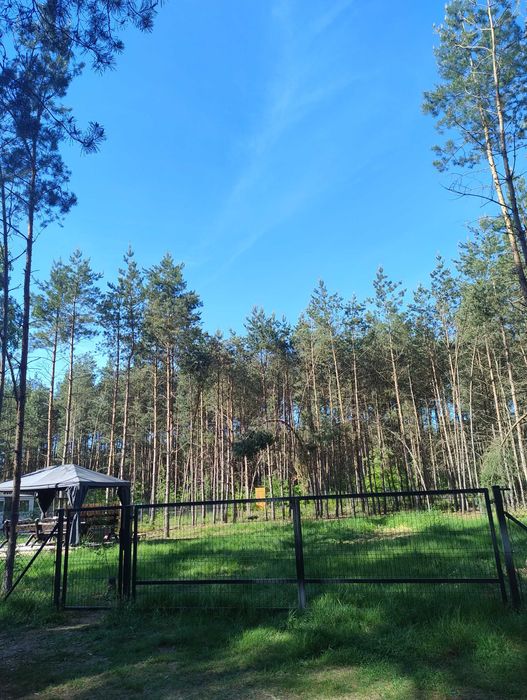Piękna działka rekreacyjna w lesie-Adamowo
