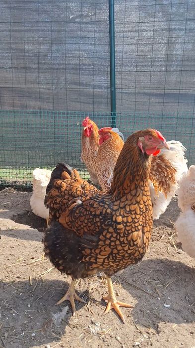 Jaja lęgowe, silka, zielononóżka, wayandotta legbar czubatka,kolorowe