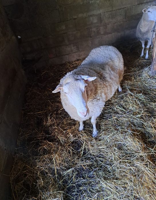 Carneiro INRA 401/Romane