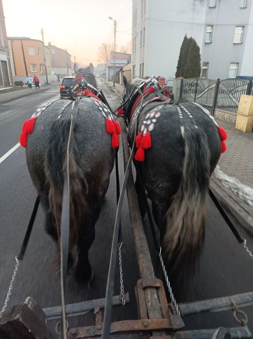 Wałachy zimnokrwiste 3-letnie (PKZ). Wielkie objeżdżone konie 170cm, pojedynka/para. Spokój i ciągi100%
