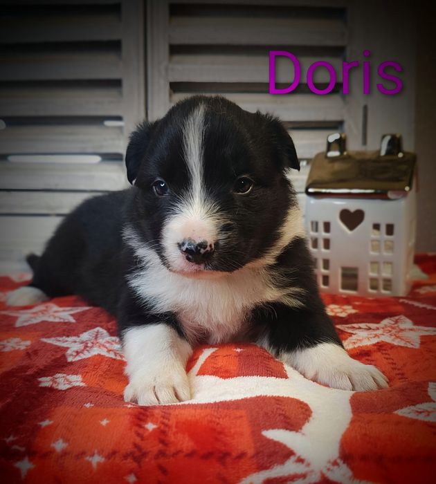 Border collie śliczna suczka przebadani rodzice