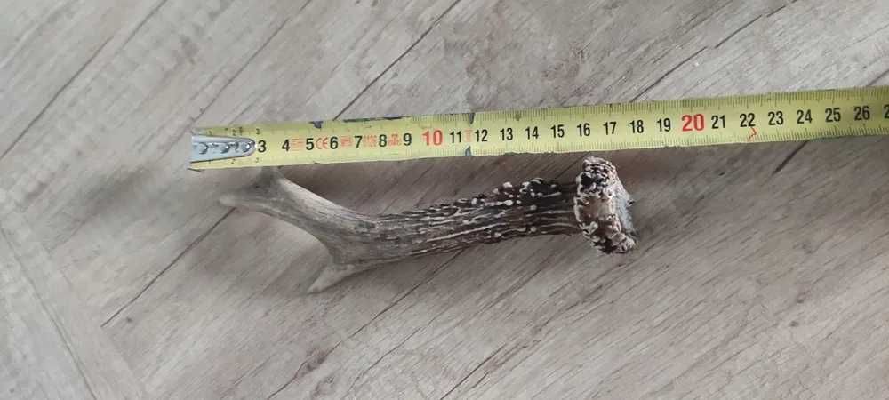 Róg młodego jelenia , stan i wymiary jak na zdjęciach.