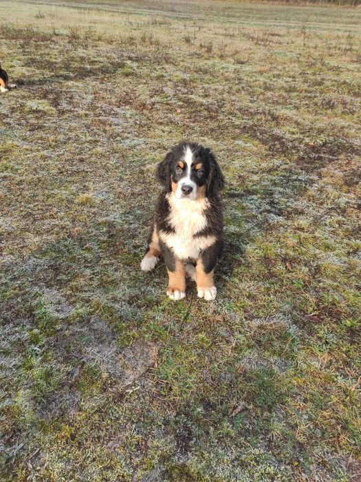 Berneński pies pasterski berneńskie z metryką i czipem
