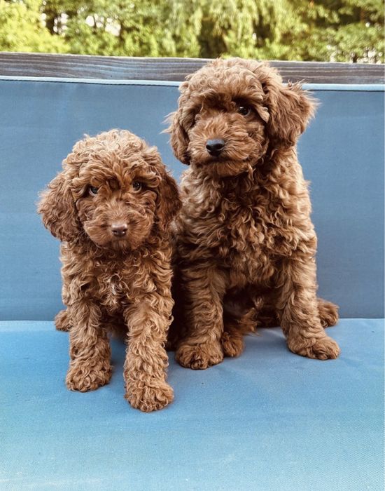 Мальтипу мини