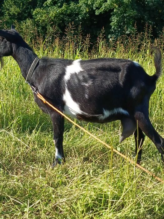 Кози козенята цапки