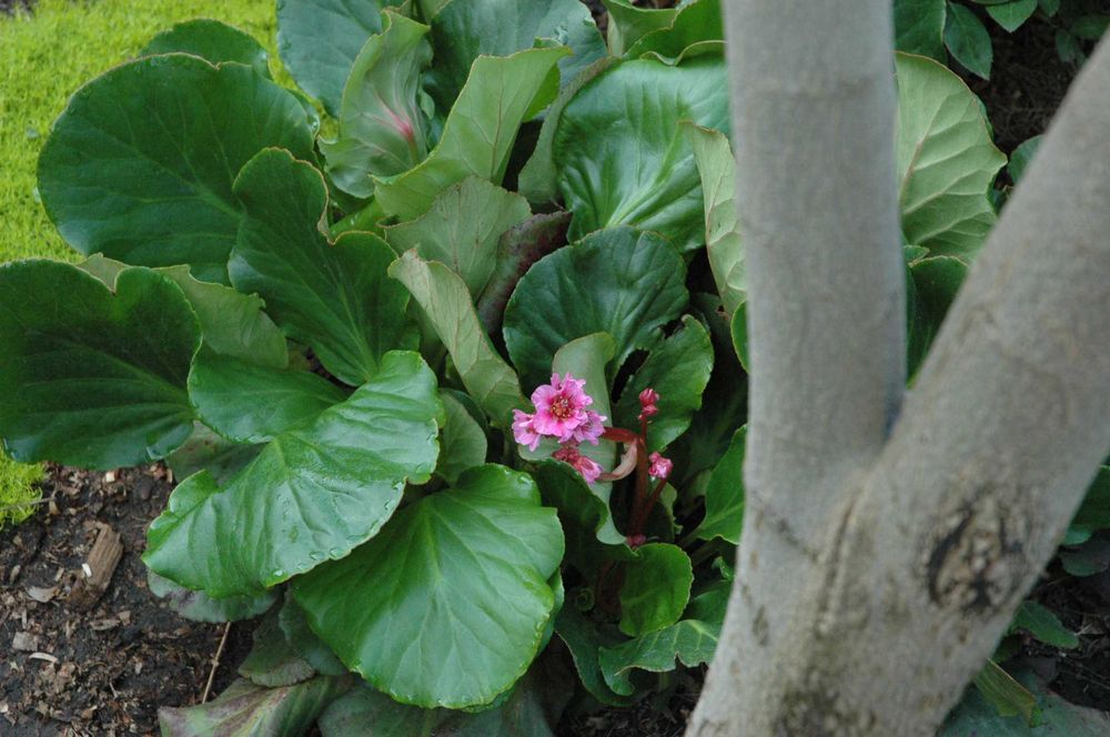 Продам саджанці бадана.