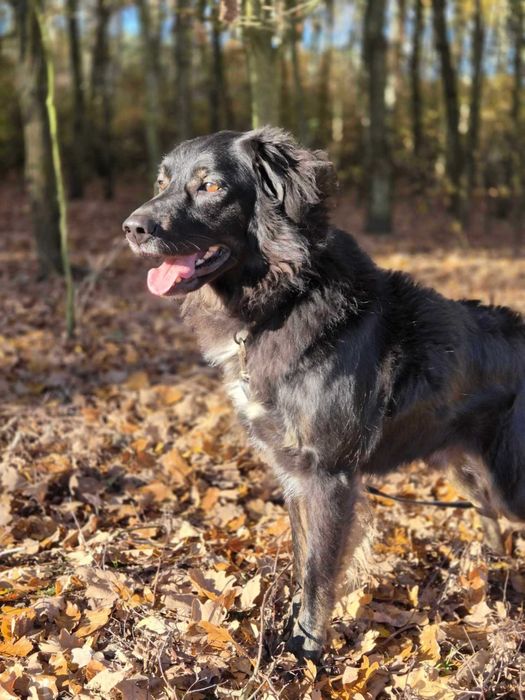 Kochany Roki czeka na swój dom