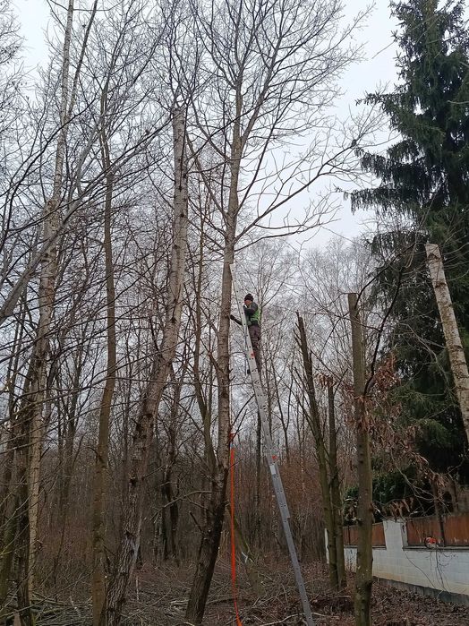 Wycinka drzew, wysokich, pochylonych, trudnych do usunięcia.