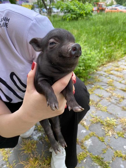 Міні піг - найсиліша тдомашея тварина