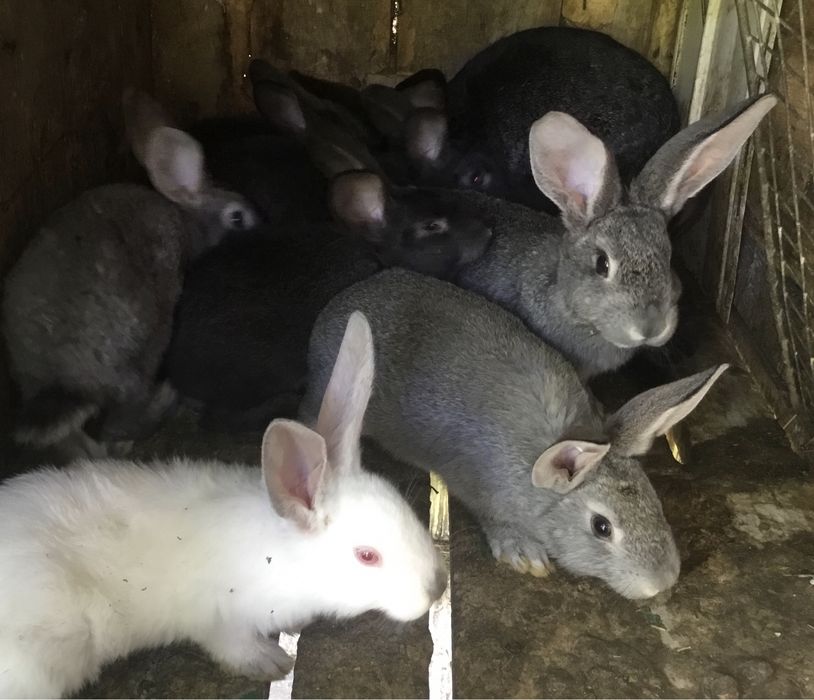 Продам кролі різного віку