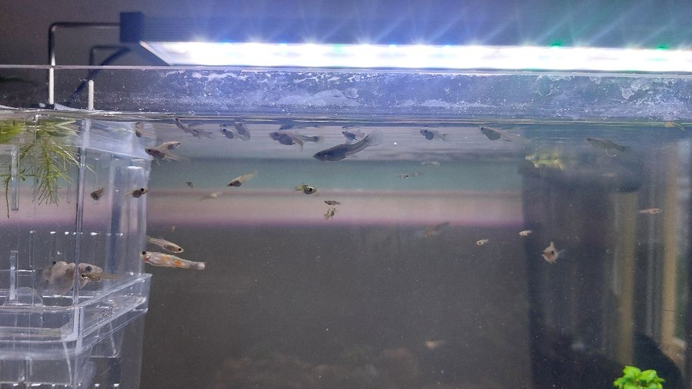 Alevins e juvenis de guppies