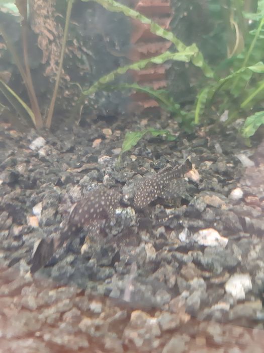 Сомики антситруси