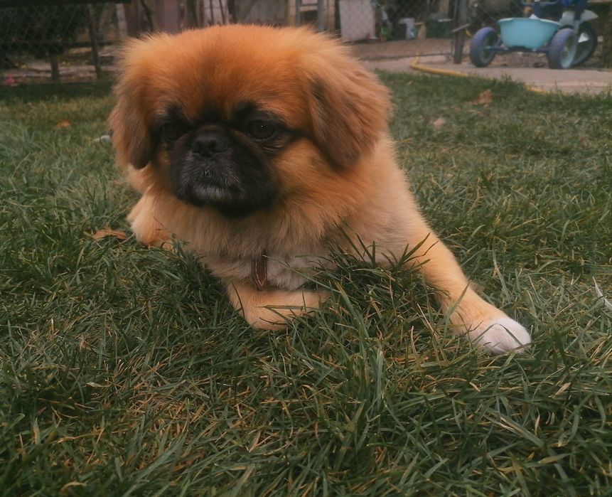 Злучка. Королівський пікінес.