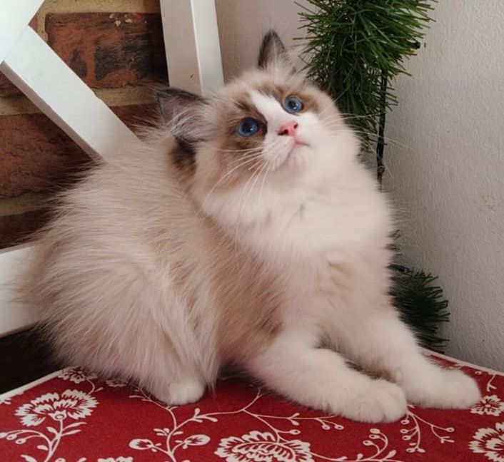 Ragdoll FPL kotka gotowa do odbioru