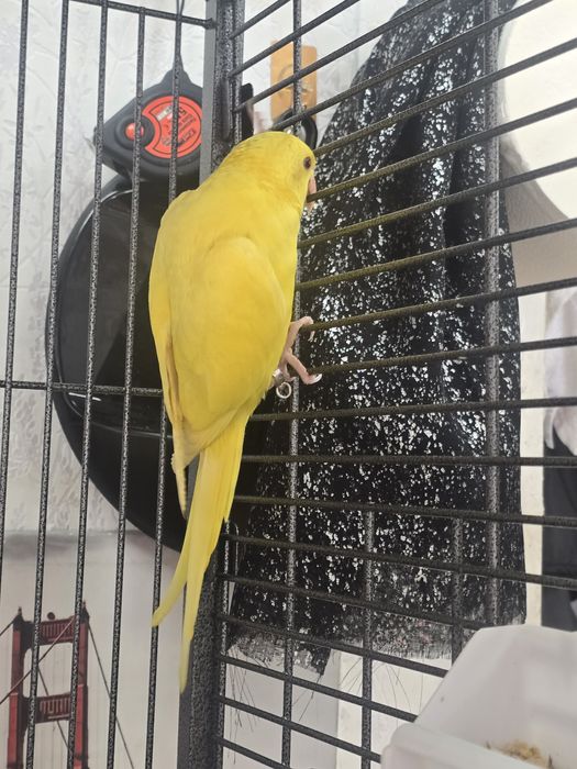 Ringneck amarelo 3 mesas