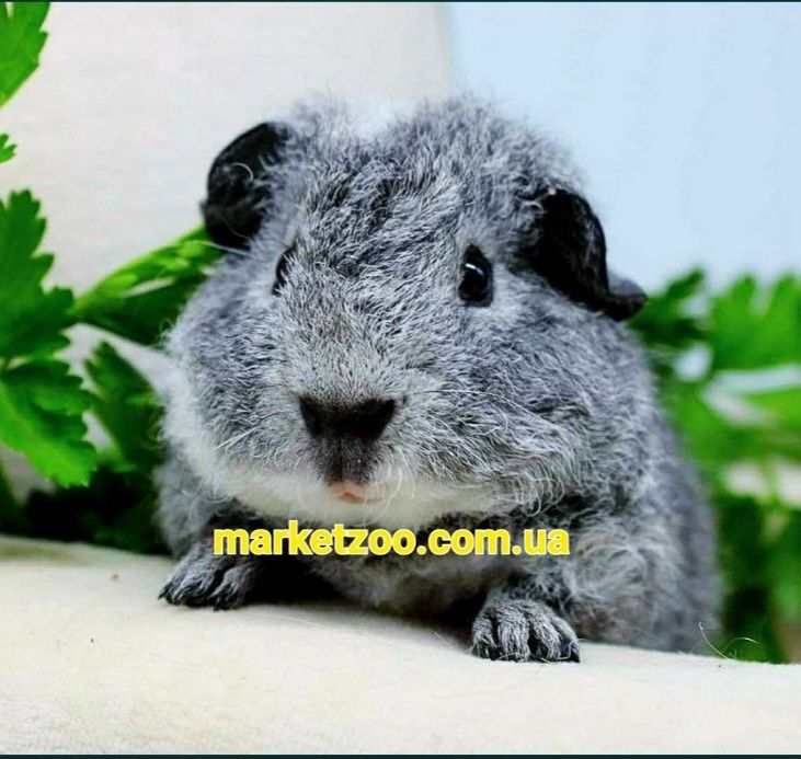 Морские свинки,свиночки,морські свинки,морська свинка,мурчак, cavia