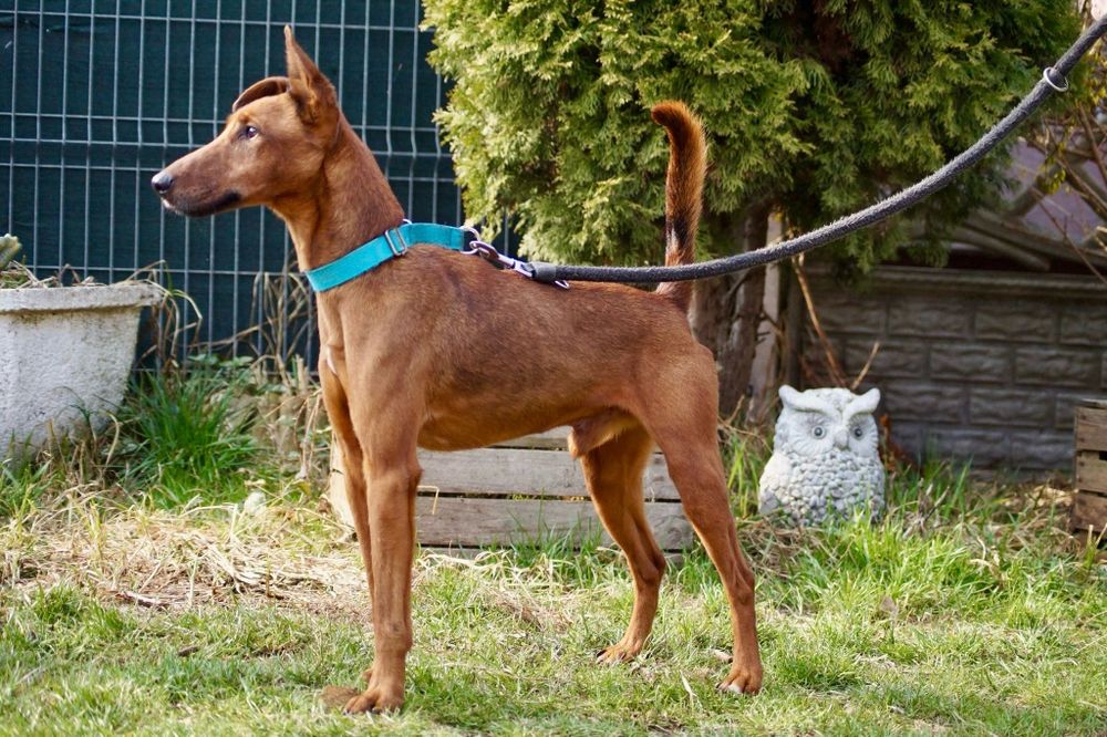 Mix pinczer/terier szuka nowego domu