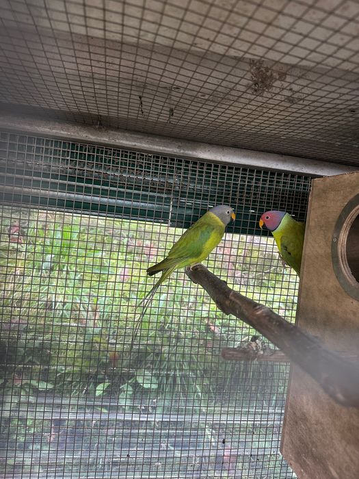 Aves cabeça de Ameicha