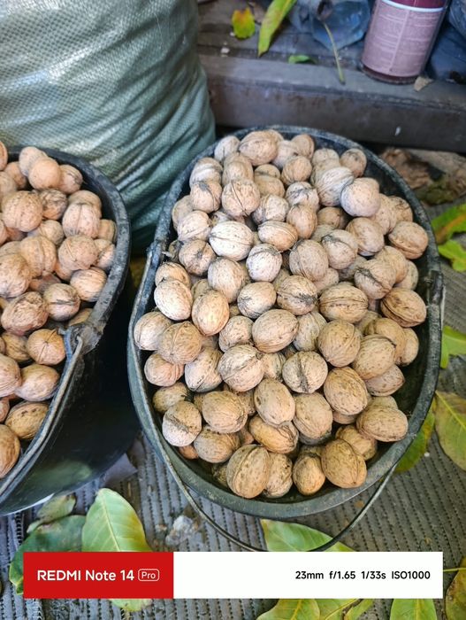 продам грецкий орех