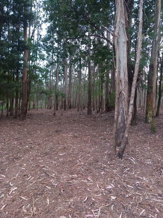 Limpezas de terrenos/entre outros trabalhos