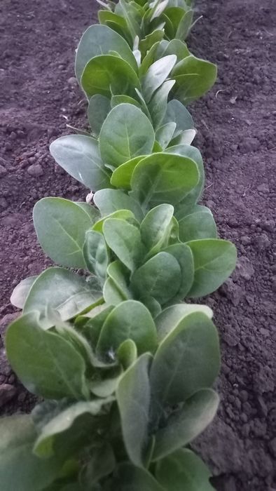 Розсада табака кріпкого