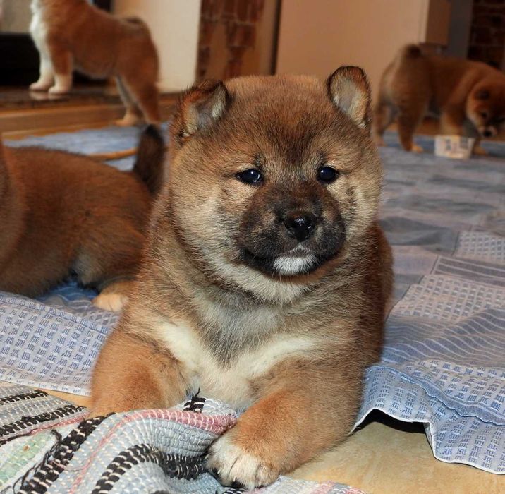 Shiba Inu piękne maluszki ZKwP FCI