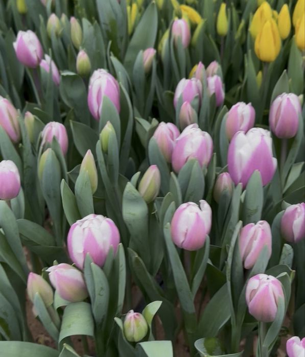 Продам цибулини тюльпанів