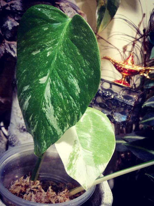 Monstera Alba Variegata NOWA biała roślina jedwab Philodendron 3liście
