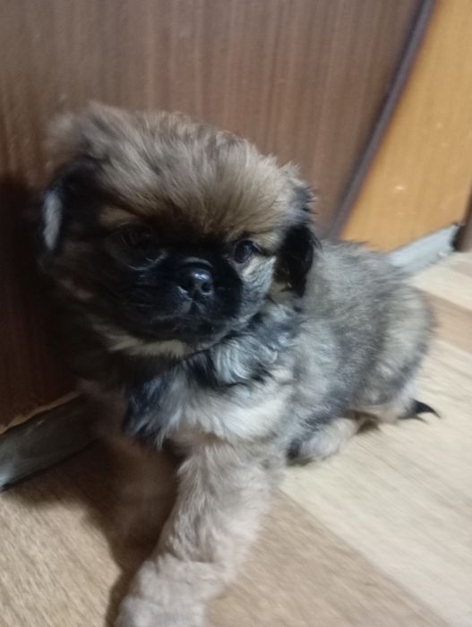 Королівські чистокровні пекінесочки