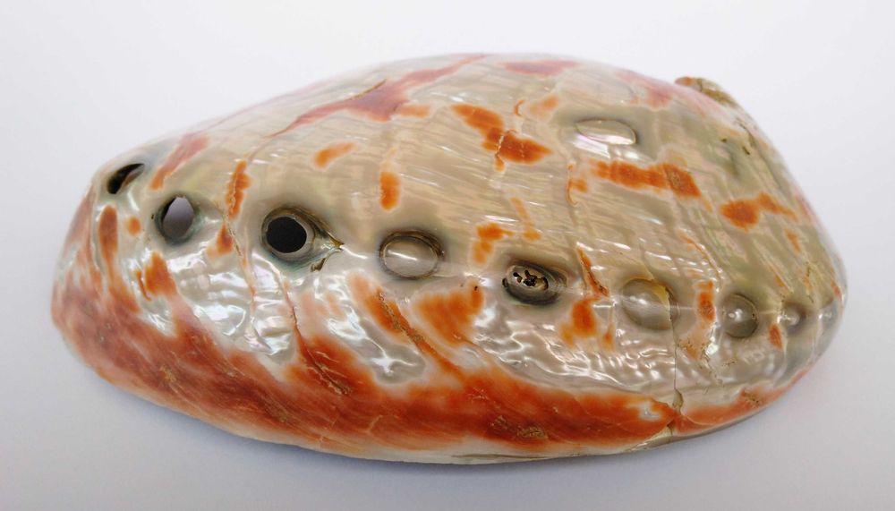 Concha natural Abalone Paua vintage