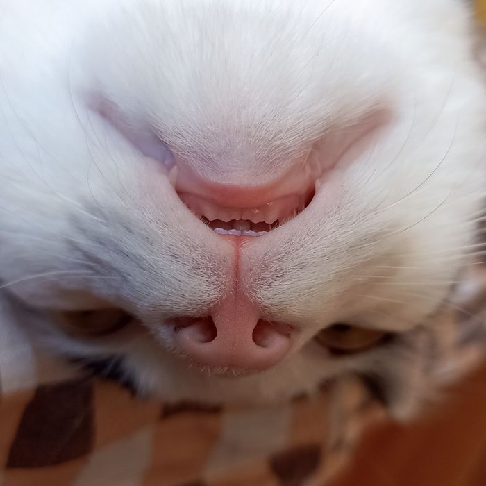 Віддам у хороші руки котика 10 місяців